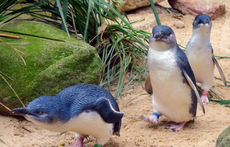 Fairy Penguins